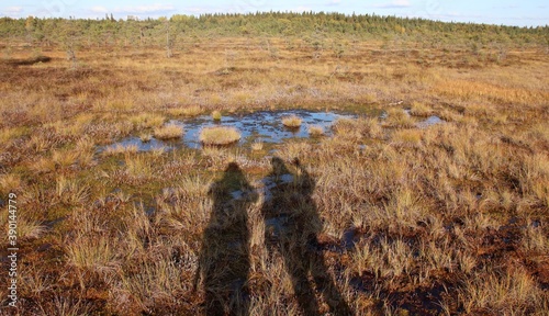 The shadows of two persons hiking on golden, red and green wetlands. Autumnal weather is wonderful and sunny. The photo is taken in Torronsuo nature reserve in Finland.