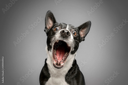 Print op canvas Studio Portrait of Funny and Excited, Bull Terrier Mixed Dog on Grey Background