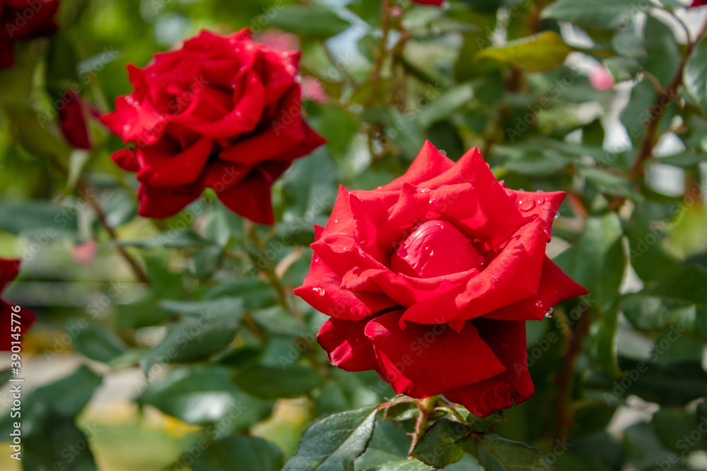Beautiful roses in the garden, by the fountain, in the city streets
Beautiful roses in the garden, by the fountain, in the city streets