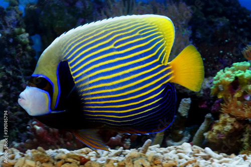 Emperor Angelfish (Pomacanthus imperator). photo