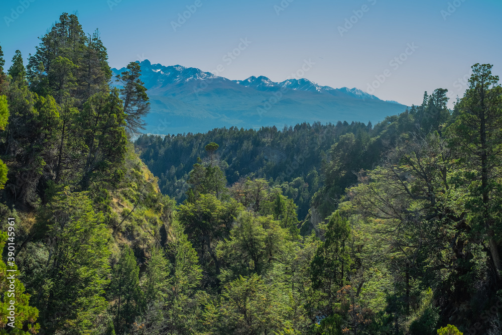 view of the trees in a forest in Patagonia Argentina