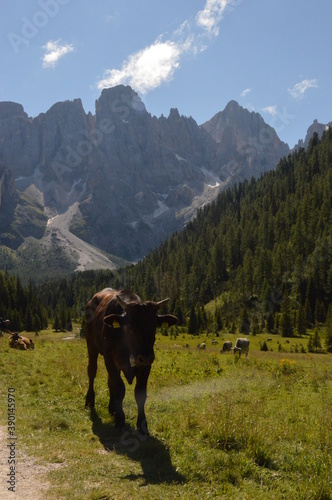 Hiking in the lush and dramatically beautiful Val di Fiemme and Passo Rollo in the Dolomites  Northern Italy