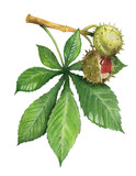 Watercolor illustration: Small branch of a chestnut tree. Green leaves and nuts. 