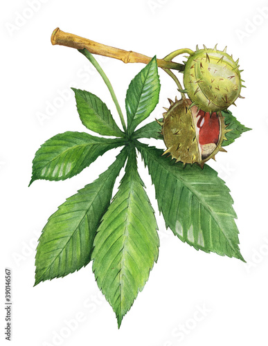 Obraz na plátne Watercolor illustration: Small branch of a chestnut tree