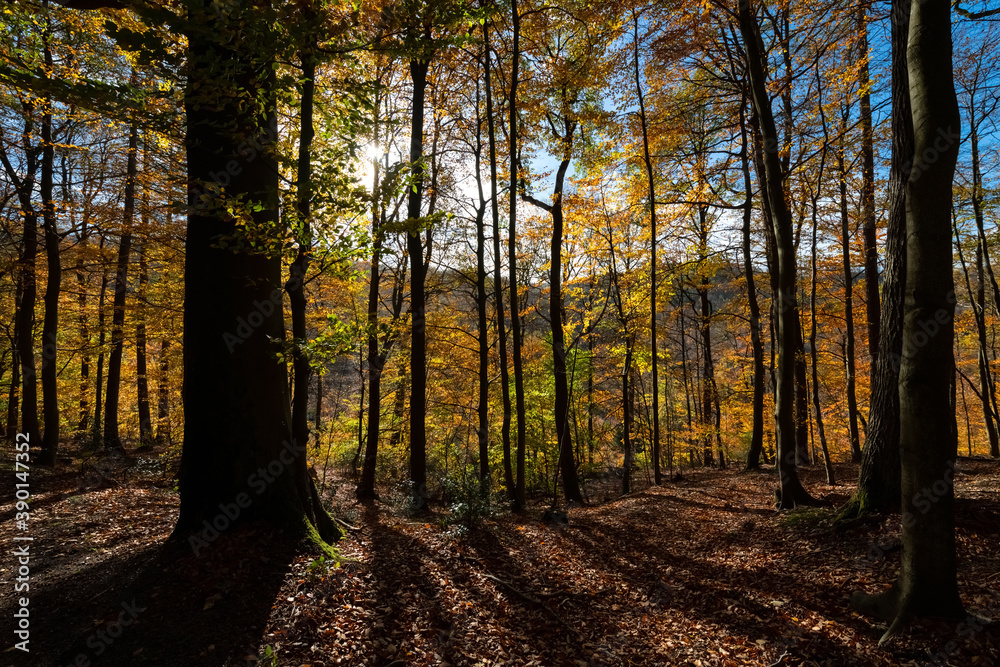 Herbst Sauerland Wald Bäume Boden Laubfärbung Buchen Farben Licht Sonne Gegenlicht Blätter Fagus Weg Deutschland Iserlohn Stamm Baumstämme Schatten Idyll Wandern Hintergrund Natur Aussicht Herbst Sauerland Wald Bäume Boden Laubfärbung Buchen Farben Licht Sonne Gegenlicht Blätter Fagus Weg Deutschland Iserlohn Stamm Baumstämme Schatten Idyll Wandern Hintergrund Natur Aussicht