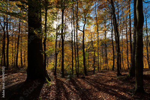 Herbst Sauerland Wald Bäume Boden Laubfärbung Buchen Farben Licht Sonne Gegenlicht Blätter Fagus Weg Deutschland Iserlohn Stamm Baumstämme Schatten Idyll Wandern Hintergrund Natur Aussicht