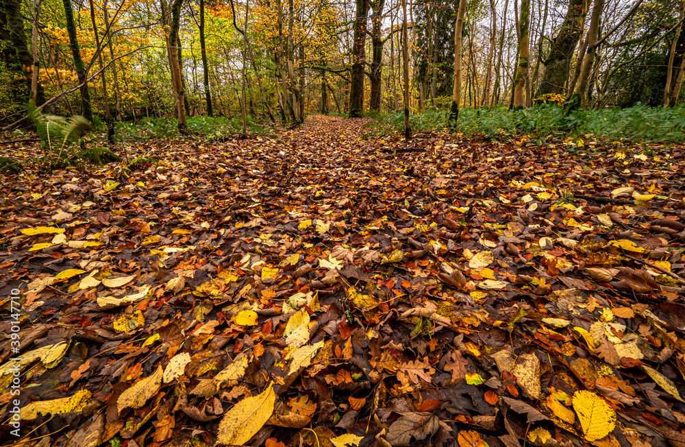 The Forest floor near Lennoxtown in autumn colours