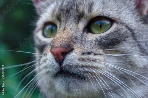 portrait of a cat