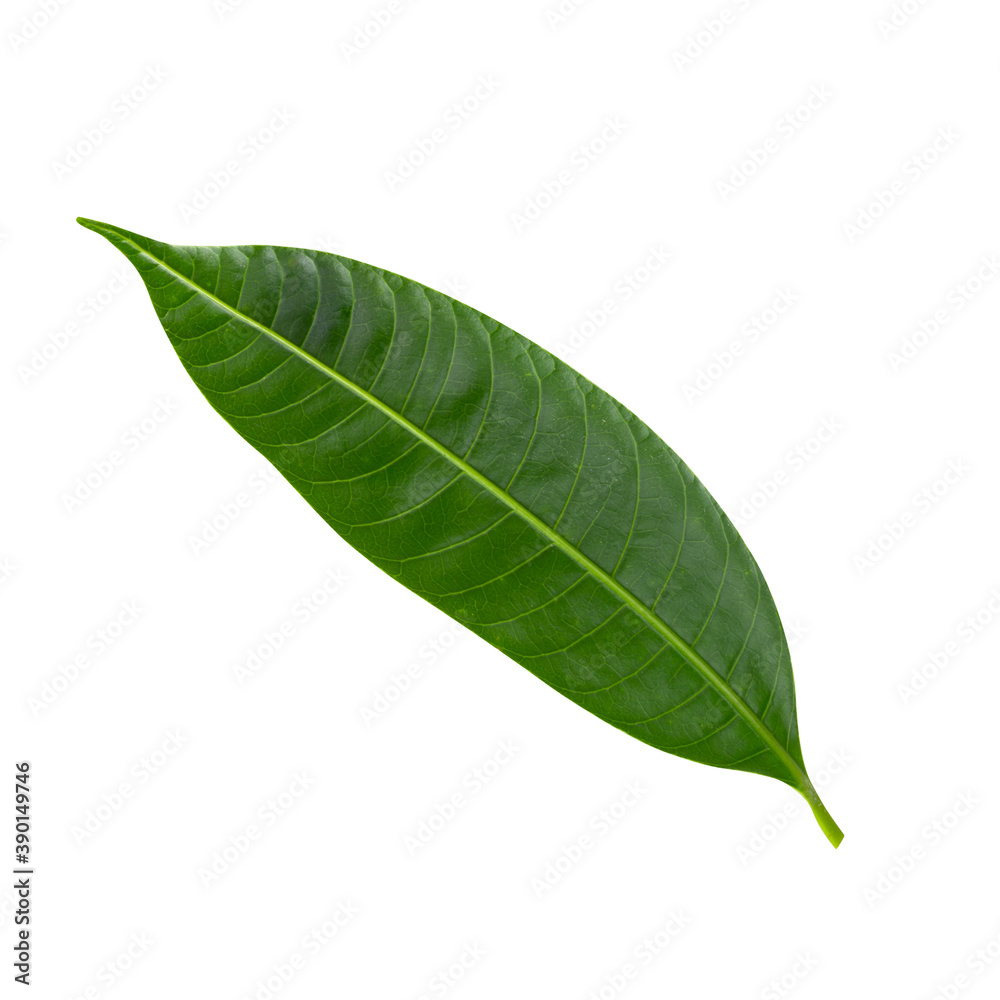 Fototapeta premium Green leaf of Sweet Marian plum isolated on white background.