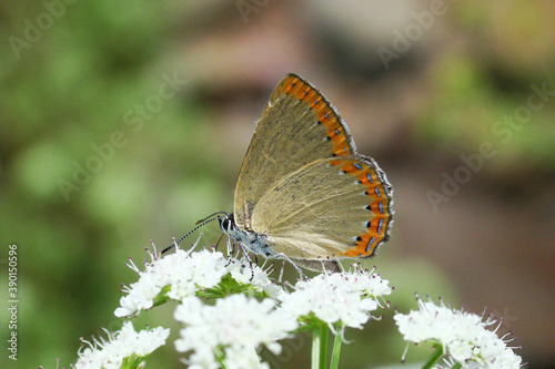 Spanish Purple Hairstreak (Laeosopis roboris) photo