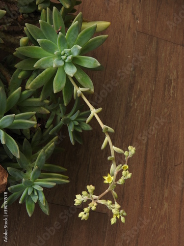 succulent