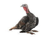  female turkey sitting on white background