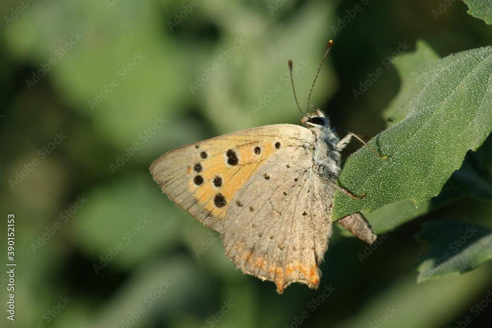 Obraz premium Small Copper (Lycaena phlaeas)