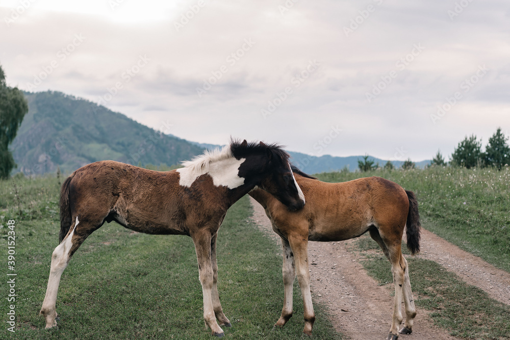 Horses graze on a green meadow against the backdrop of mountains in Altai