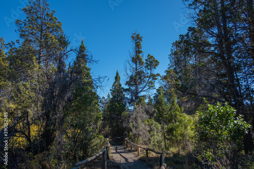 dirt road in the forest - patagonia argentina