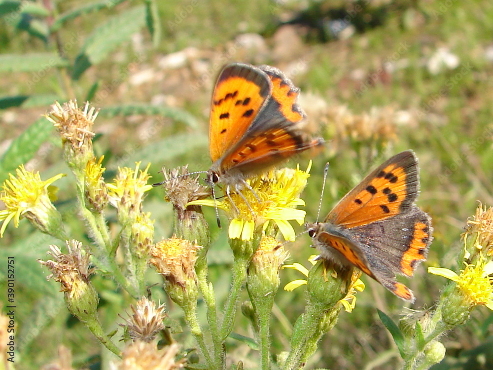 Obraz premium Small Copper (Lycaena phlaeas)