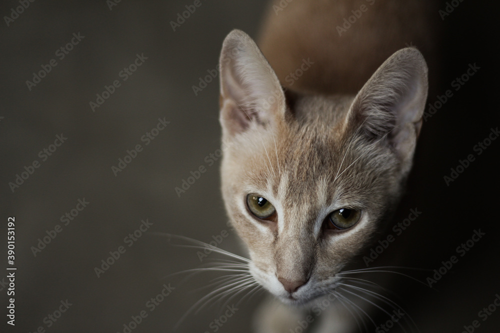 Obraz premium Cat Looking Up