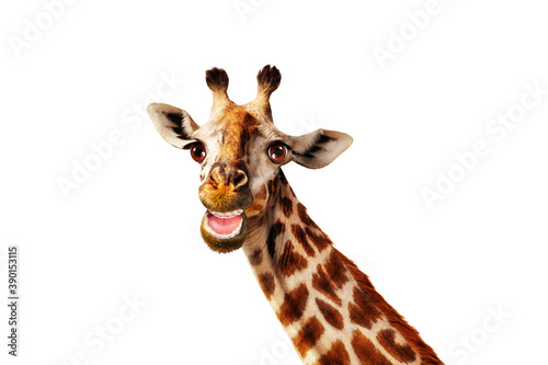 Fototapeta Naklejka Na Ścianę i Meble -  Funny photo of giraffe with open mouth and scarf hat isolated on white