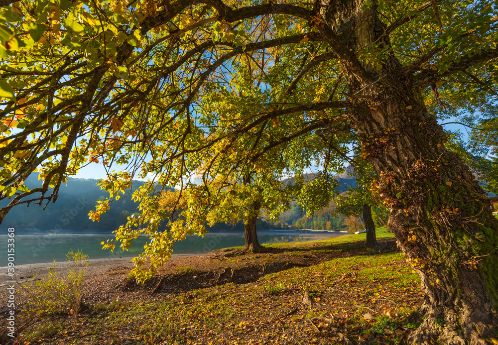 Fototapeta premium an old monumental linden in the foreground framed the lake of Gramolazzo in the Garfagnana valley of Tuscany