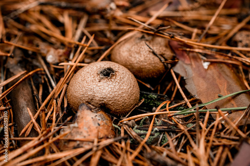 group of round brown mushrooms growing on dry needles of autumn pine forest