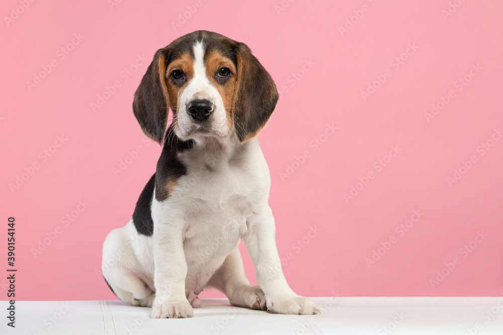 Cute sitting beagle puppy looking at the camera on a pink background