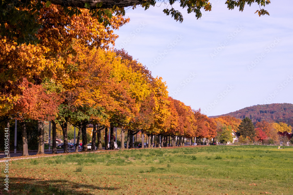 Obraz premium Bright foliage colors in Autumn, Riehen Switzerland