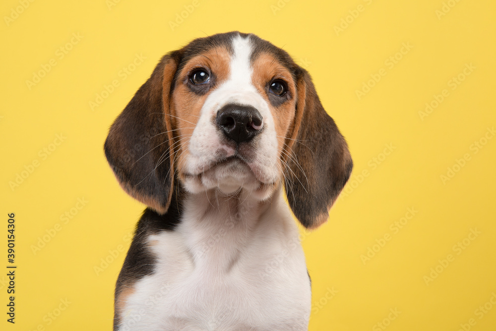 Portrait of a cute beagle puppy looking at the camera on a yellow background