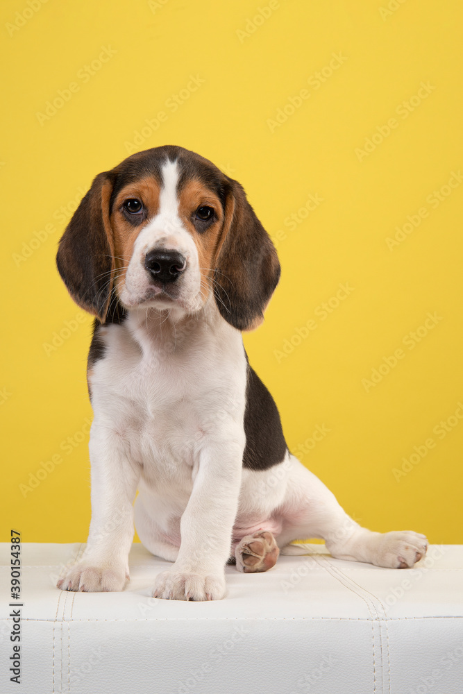 Cute beagle puppy looking at the camera sitting on a bench on a yellow background