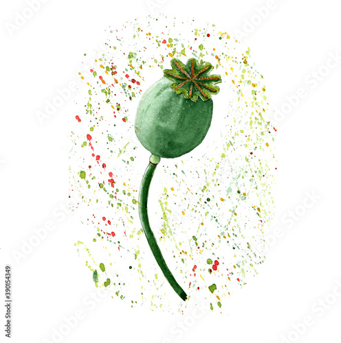 Poppy seeds, green seed box, isolated on a white background.  Watercolor hand-drawn Botanical illustration.