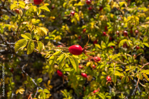 rosehip plant in summer photo