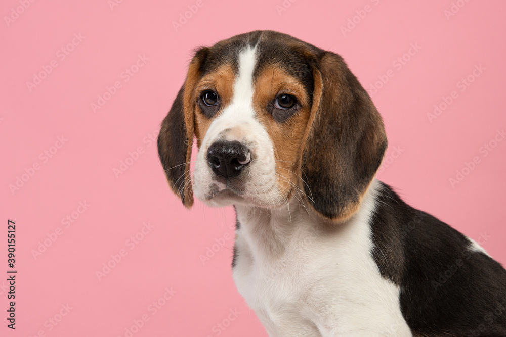 Portrait of a cute beagle puppy looking at the camera on a pink background seen from the side