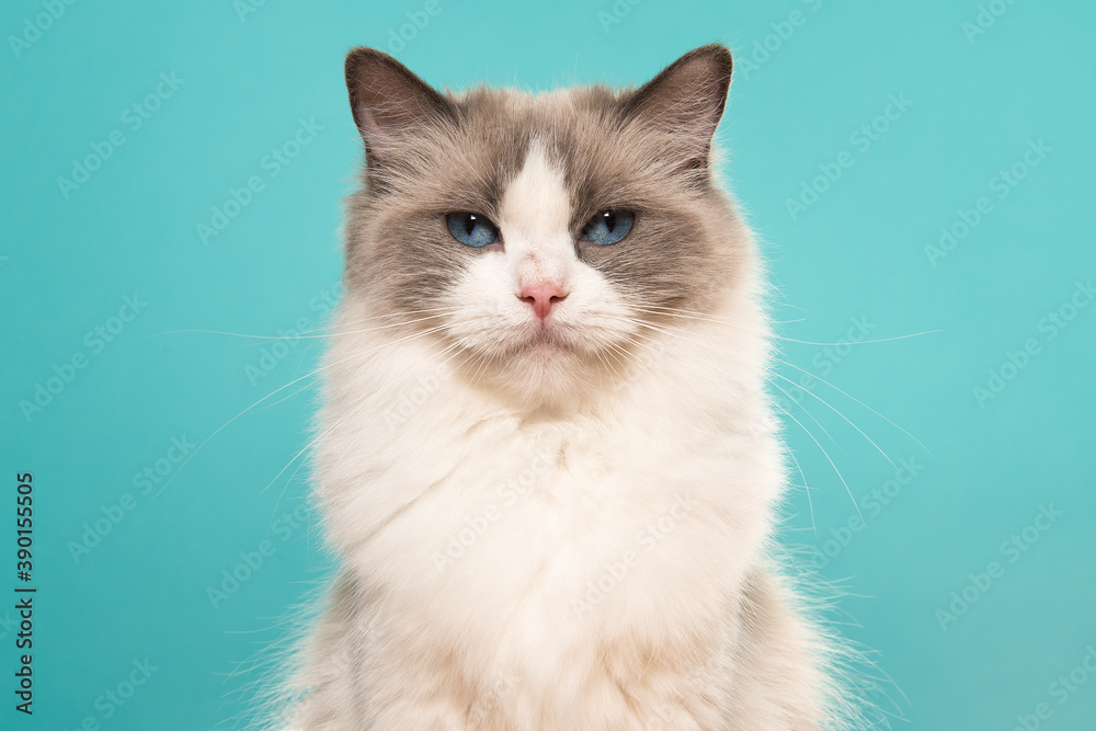 Portrait of a beautiful ragdoll cat with blue eyes on a blue background seen from the front looking at the camera