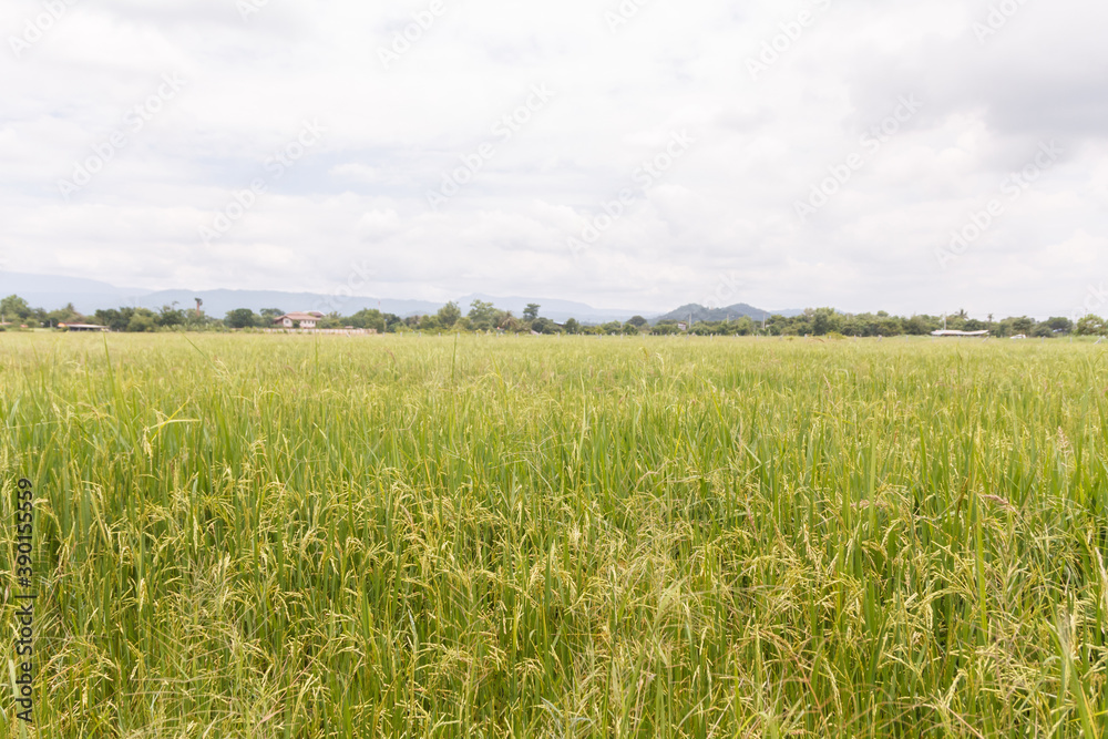 Rice field