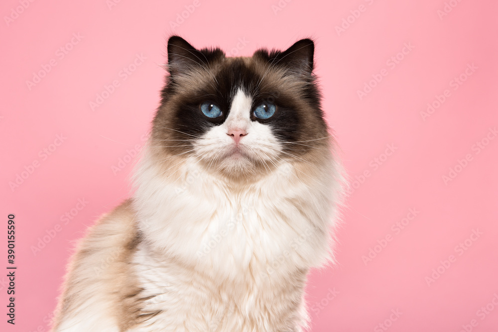 Portrait of a beautiful purebred ragdoll cat with blue eyes looking at the camera on a pink background