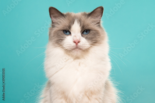 Portrait of a beautiful ragdoll cat with blue eyes on a blue background seen from the front looking at the camera