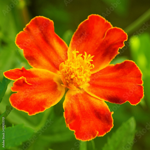 Marigold flower close up. Bright red petals on a juicy background of green grass. Square illustration on the theme of summer and bloom. Macro