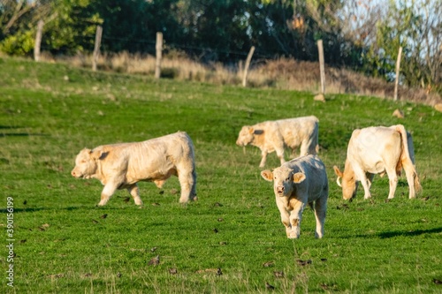 groupe of charolais cows in pasture