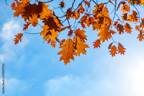 scenic leaves in indian summer colors under blue sky in Wiesbaden in the Nero valley