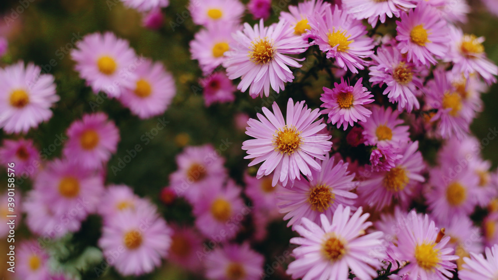 field of flowers field of flowers