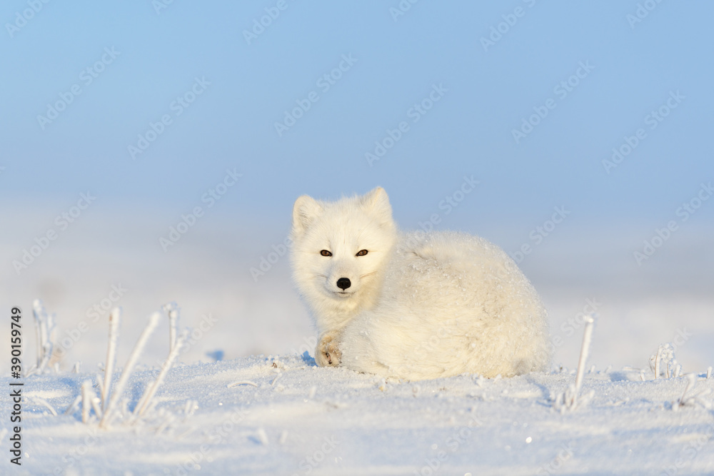 Fototapeta premium White arctic fox (Vulpes Lagopus) curled up on snow in Arctic tundra. Snow Fox. 