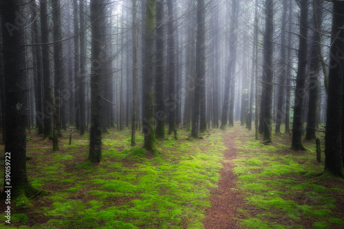 Path through the moss