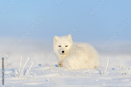 White arctic fox (Vulpes Lagopus) curled up on snow in Arctic tundra. Snow Fox. © Alexey Seafarer