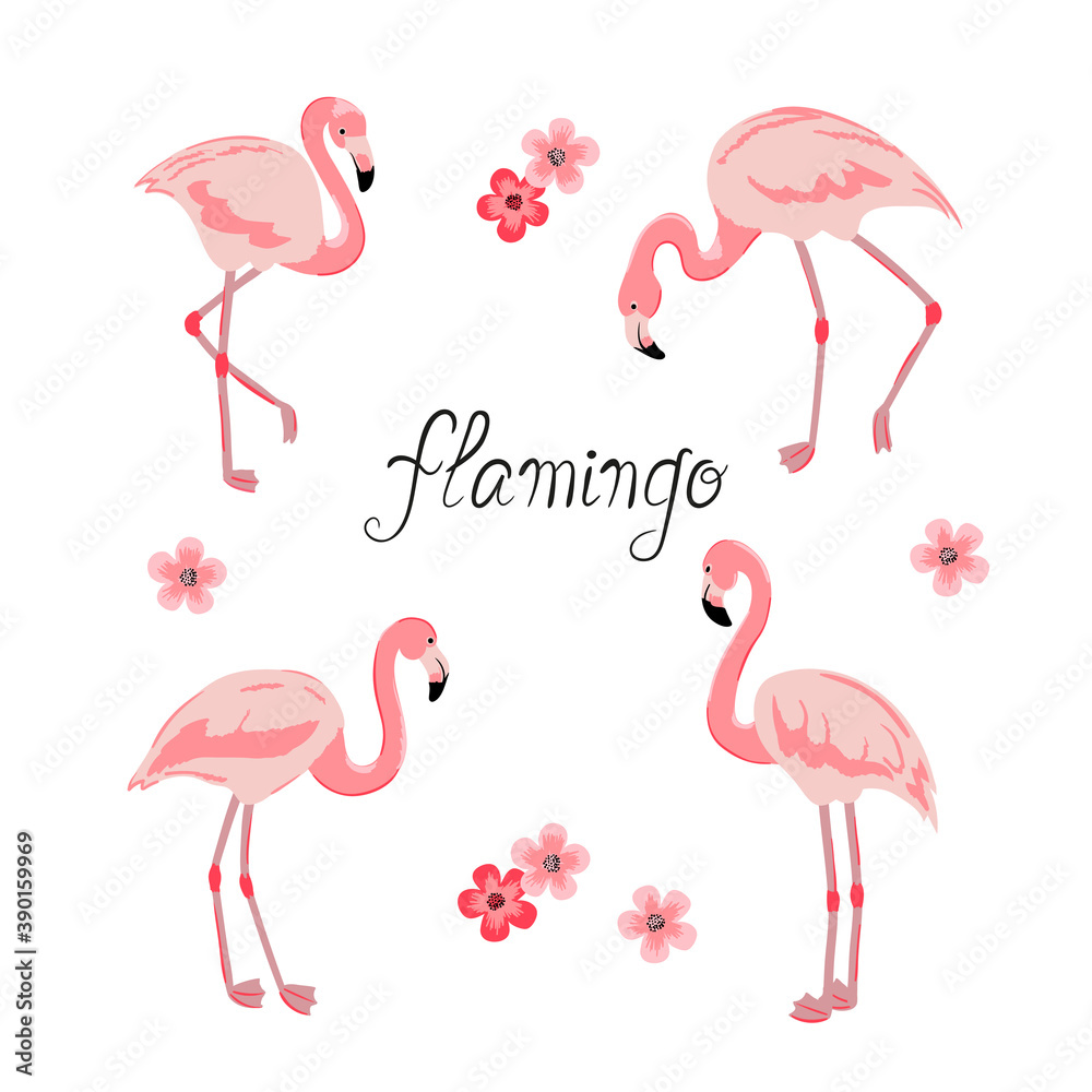 Obraz premium Set of flamingo isolated on white. Vector illustration of tropical bird