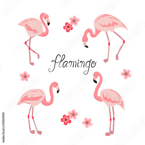 Set of flamingo isolated on white. Vector illustration of tropical bird