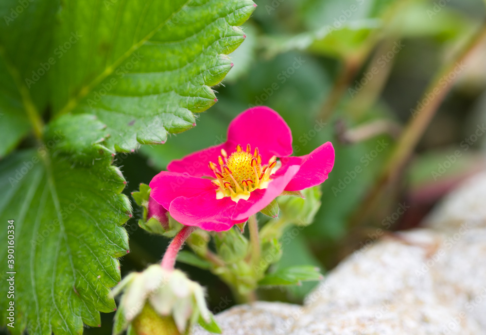 Fleur de fraisier rose