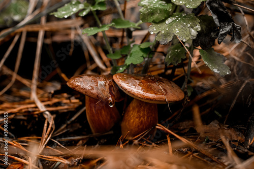 view on mushrooms with water droplets on them grows in the autumn forest.