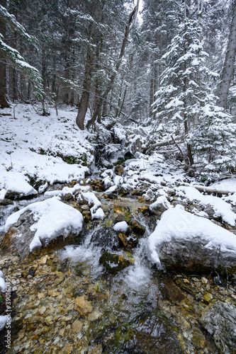 Fresh snow in the woods