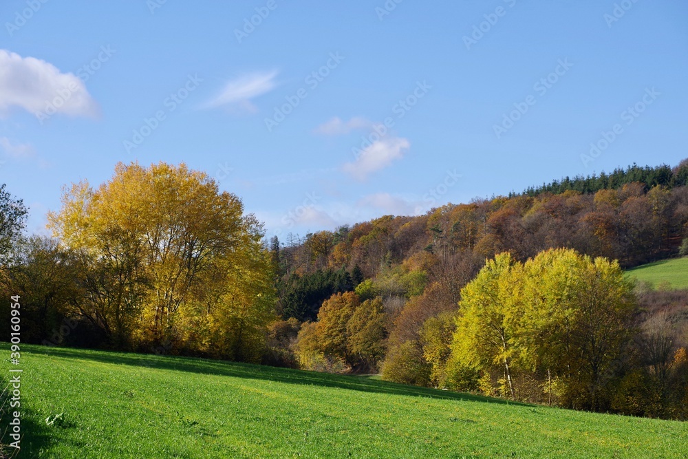 Herbstwald