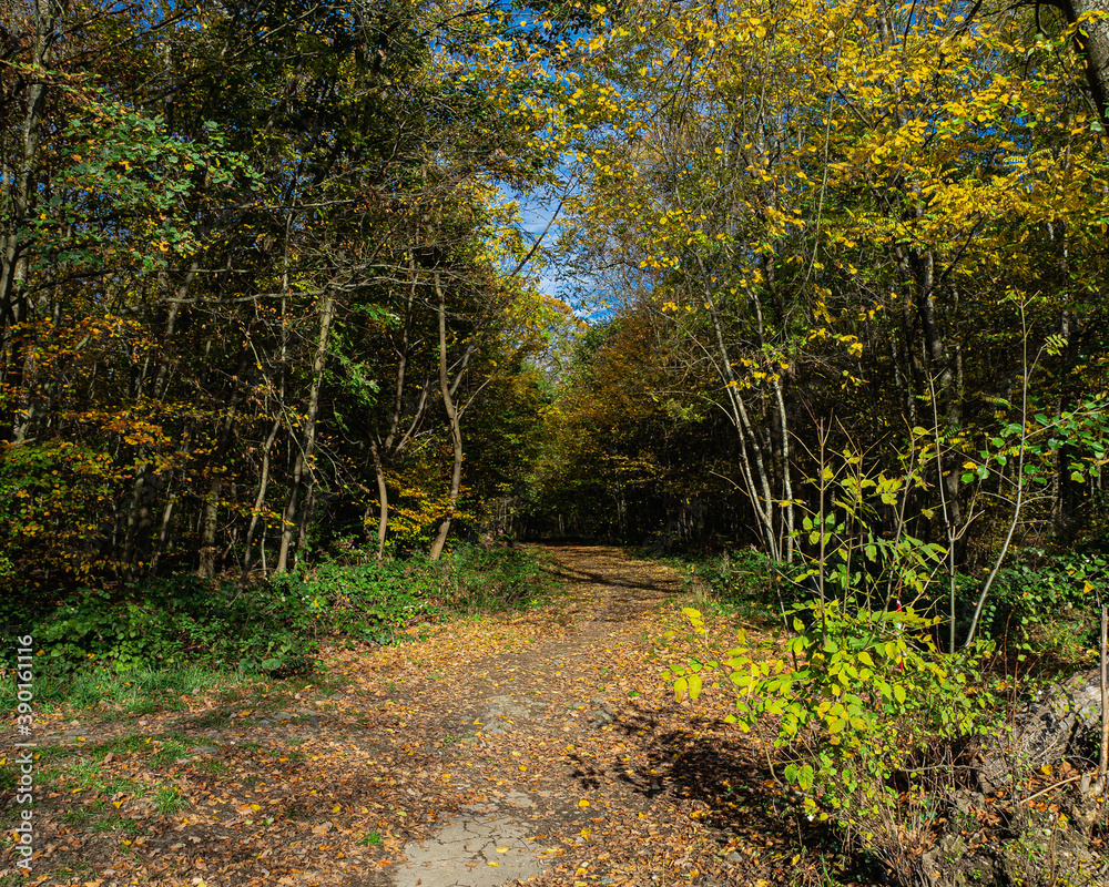 Waldweg