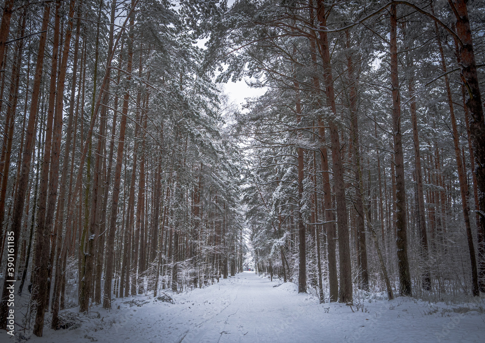 winter forest in the snow winter forest in the snow